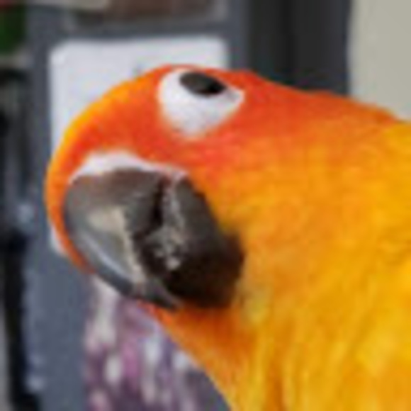 tanyconure